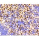 Immunohistochemistry - Anti-GAPDH Antibody (A10868) - Antibodies.com