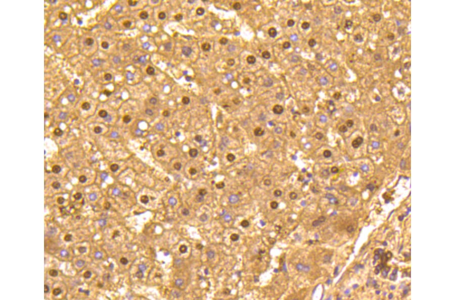 Immunohistochemistry - Anti-GAPDH Antibody (A10868) - Antibodies.com