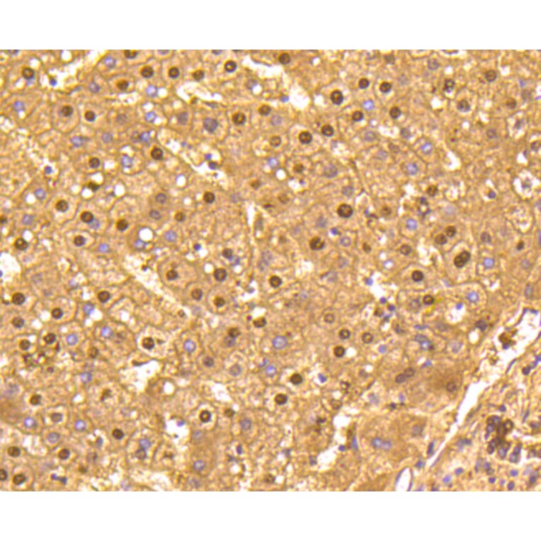 Immunohistochemistry - Anti-GAPDH Antibody (A10868) - Antibodies.com