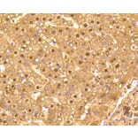 Immunohistochemistry - Anti-GAPDH Antibody (A10868) - Antibodies.com
