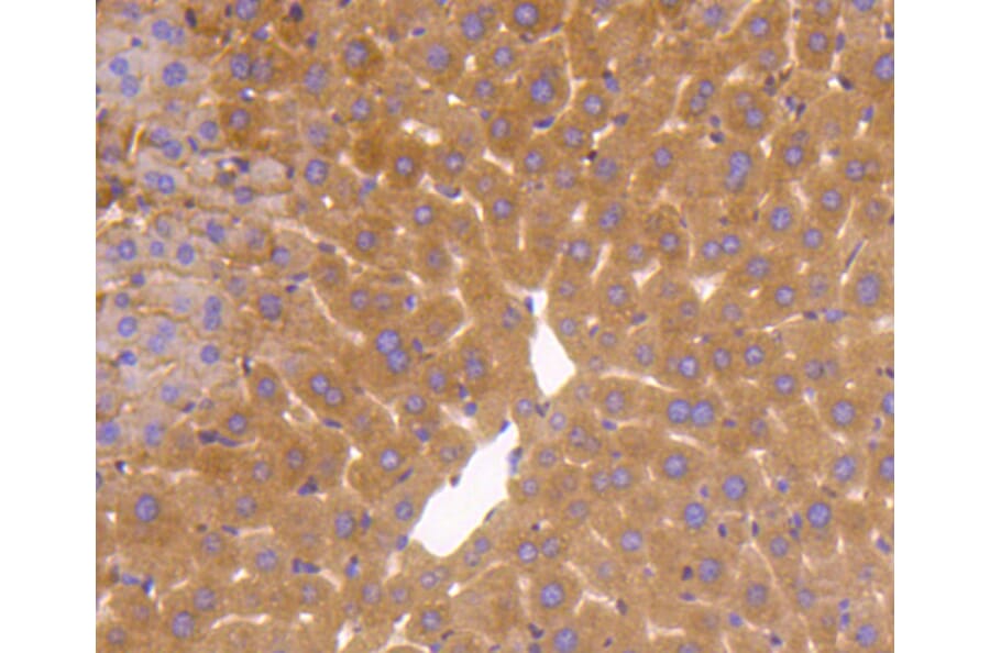 Immunohistochemistry - Anti-GAPDH Antibody (A10868) - Antibodies.com
