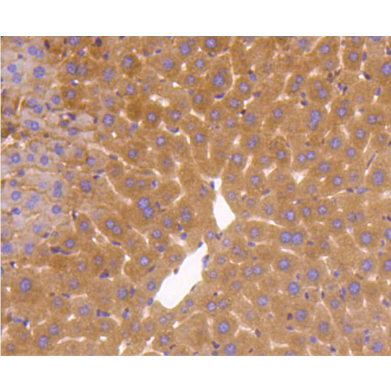 Immunohistochemistry - Anti-GAPDH Antibody (A10868) - Antibodies.com