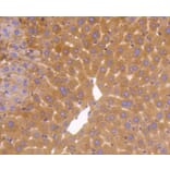 Immunohistochemistry - Anti-GAPDH Antibody (A10868) - Antibodies.com