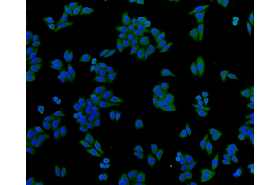 Immunofluorescence - Anti-GAPDH Antibody (A10868) - Antibodies.com