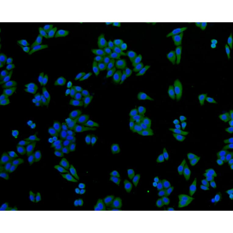 Immunofluorescence - Anti-GAPDH Antibody (A10868) - Antibodies.com