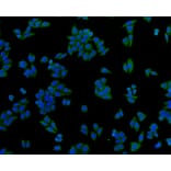 Immunofluorescence - Anti-GAPDH Antibody (A10868) - Antibodies.com