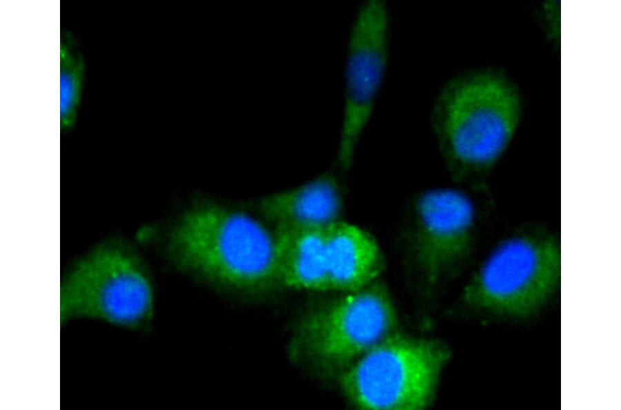 Immunofluorescence - Anti-GAPDH Antibody (A10868) - Antibodies.com