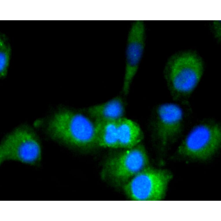 Immunofluorescence - Anti-GAPDH Antibody (A10868) - Antibodies.com