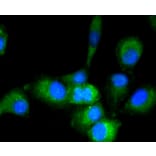 Immunofluorescence - Anti-GAPDH Antibody (A10868) - Antibodies.com