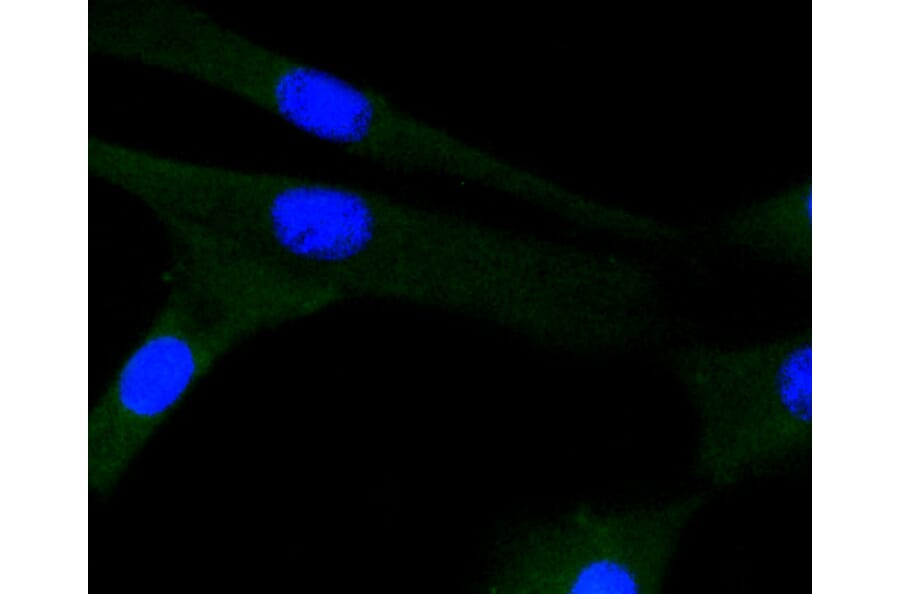 Immunofluorescence - Anti-JNK1 + JNK2 + JNK3 Antibody (A11119) - Antibodies.com