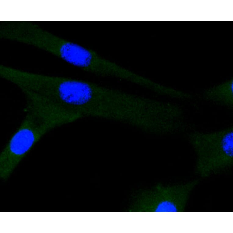 Immunofluorescence - Anti-JNK1 + JNK2 + JNK3 Antibody (A11119) - Antibodies.com