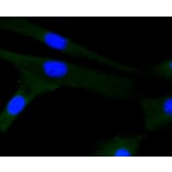 Immunofluorescence - Anti-JNK1 + JNK2 + JNK3 Antibody (A11119) - Antibodies.com