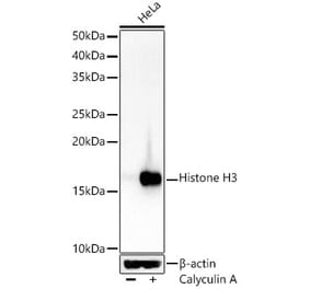 Western Blot - Anti-Histone H3 Antibody (A16702) - Antibodies.com