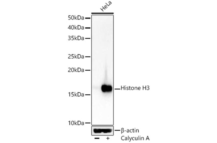 Western Blot - Anti-Histone H3 Antibody (A16702) - Antibodies.com