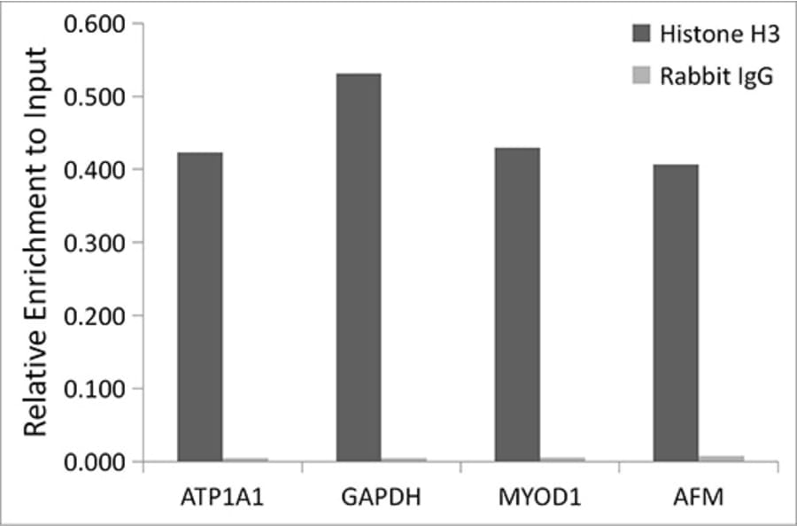 Chromatin Immunoprecipitation - Anti-Histone H3 Antibody (A16702) - Antibodies.com