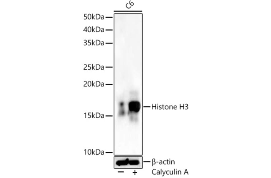 Western Blot - Anti-Histone H3 Antibody (A16702) - Antibodies.com