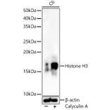 Western Blot - Anti-Histone H3 Antibody (A16702) - Antibodies.com