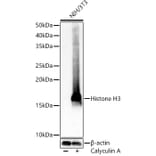 Western Blot - Anti-Histone H3 Antibody (A16702) - Antibodies.com