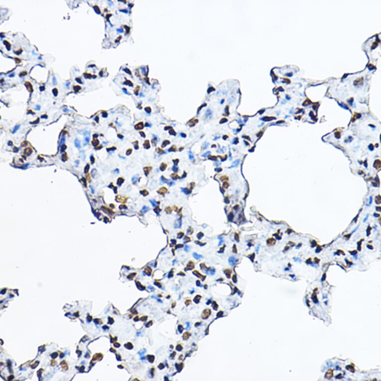 Immunohistochemistry - Anti-Histone H3 Antibody (A16702) - Antibodies.com