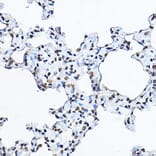 Immunohistochemistry - Anti-Histone H3 Antibody (A16702) - Antibodies.com