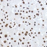 Immunohistochemistry - Anti-Histone H3 Antibody (A16702) - Antibodies.com