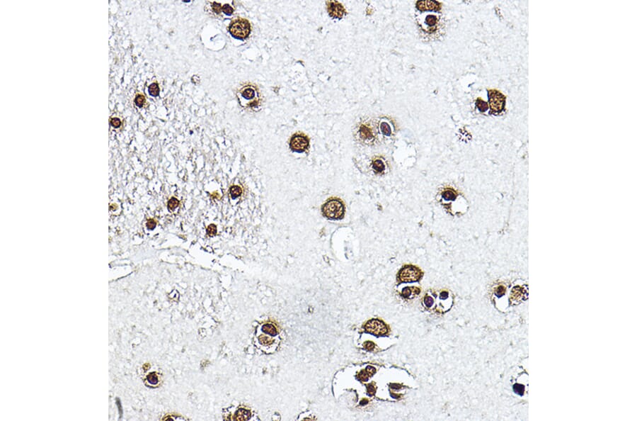 Immunohistochemistry - Anti-Histone H3 Antibody (A16702) - Antibodies.com