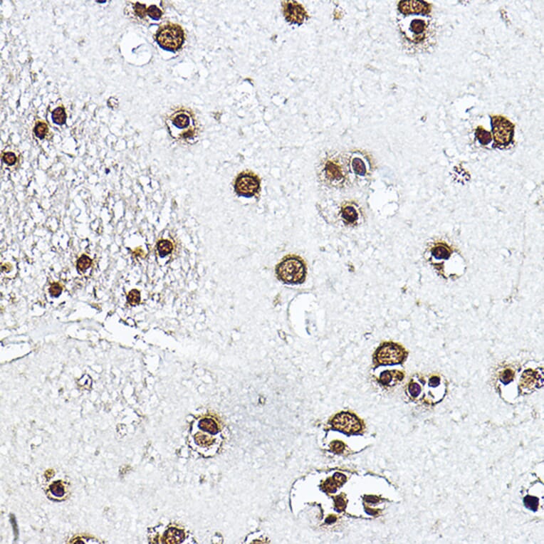 Immunohistochemistry - Anti-Histone H3 Antibody (A16702) - Antibodies.com