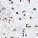 Immunohistochemistry - Anti-Histone H3 Antibody (A16702) - Antibodies.com