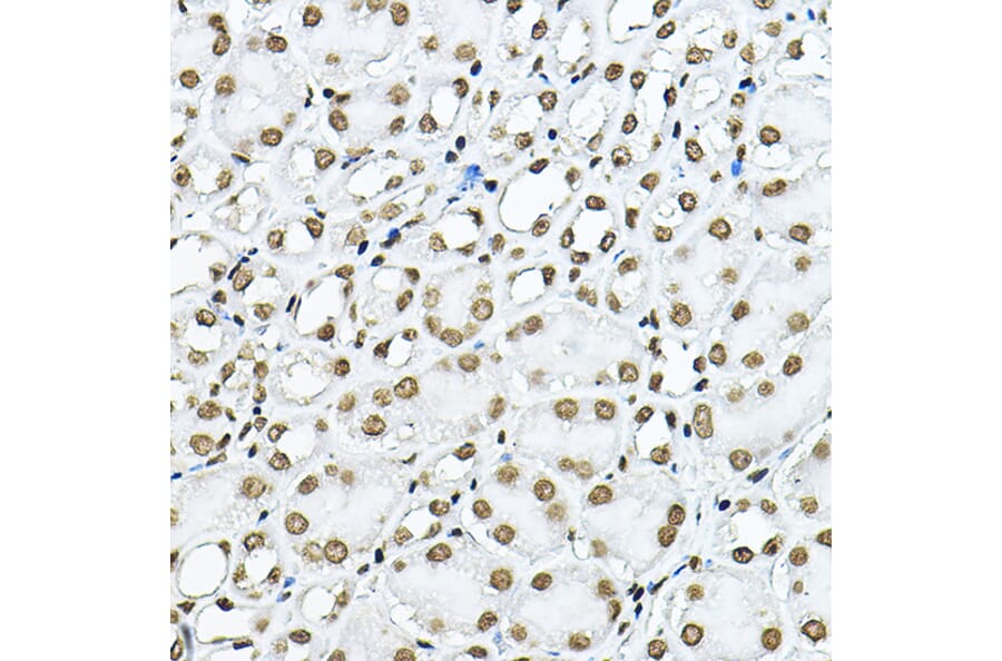 Immunohistochemistry - Anti-Histone H3 Antibody (A16702) - Antibodies.com