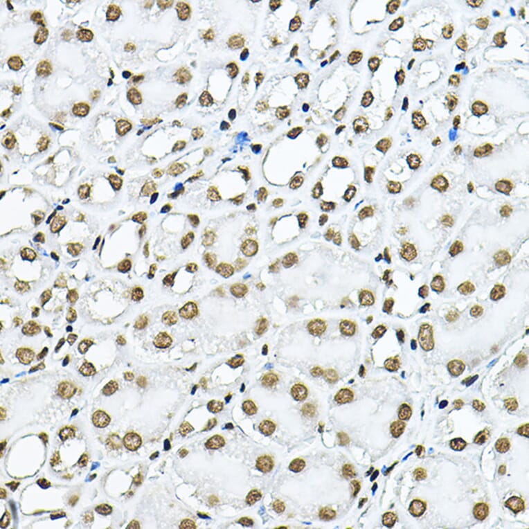 Immunohistochemistry - Anti-Histone H3 Antibody (A16702) - Antibodies.com