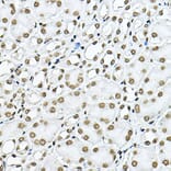 Immunohistochemistry - Anti-Histone H3 Antibody (A16702) - Antibodies.com