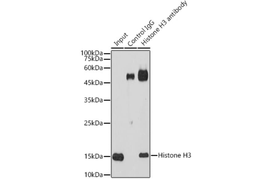 Western Blot - Anti-Histone H3 Antibody (A16702) - Antibodies.com