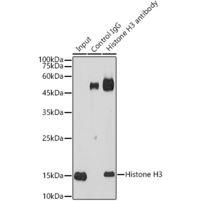 Western Blot - Anti-Histone H3 Antibody (A16702) - Antibodies.com