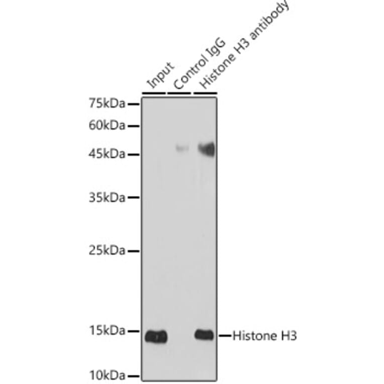 Western Blot - Anti-Histone H3 Antibody (A16702) - Antibodies.com