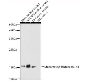 Western Blot - Anti-Histone H3 (mono methyl Lys4) Antibody (A16703) - Antibodies.com