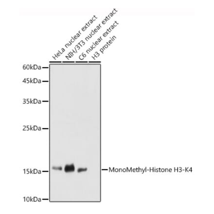 Western Blot - Anti-Histone H3 (mono methyl Lys4) Antibody (A16703) - Antibodies.com