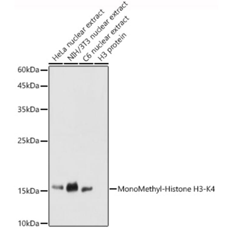Western Blot - Anti-Histone H3 (mono methyl Lys4) Antibody (A16703) - Antibodies.com