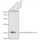 Western Blot - Anti-Histone H3 (mono methyl Lys4) Antibody (A16703) - Antibodies.com