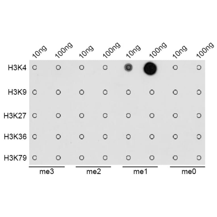 Dot Blot - Anti-Histone H3 (mono methyl Lys4) Antibody (A16703) - Antibodies.com