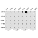 Dot Blot - Anti-Histone H3 (mono methyl Lys4) Antibody (A16703) - Antibodies.com