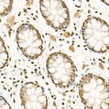 Immunohistochemistry - Anti-Histone H3 (mono methyl Lys4) Antibody (A16703) - Antibodies.com