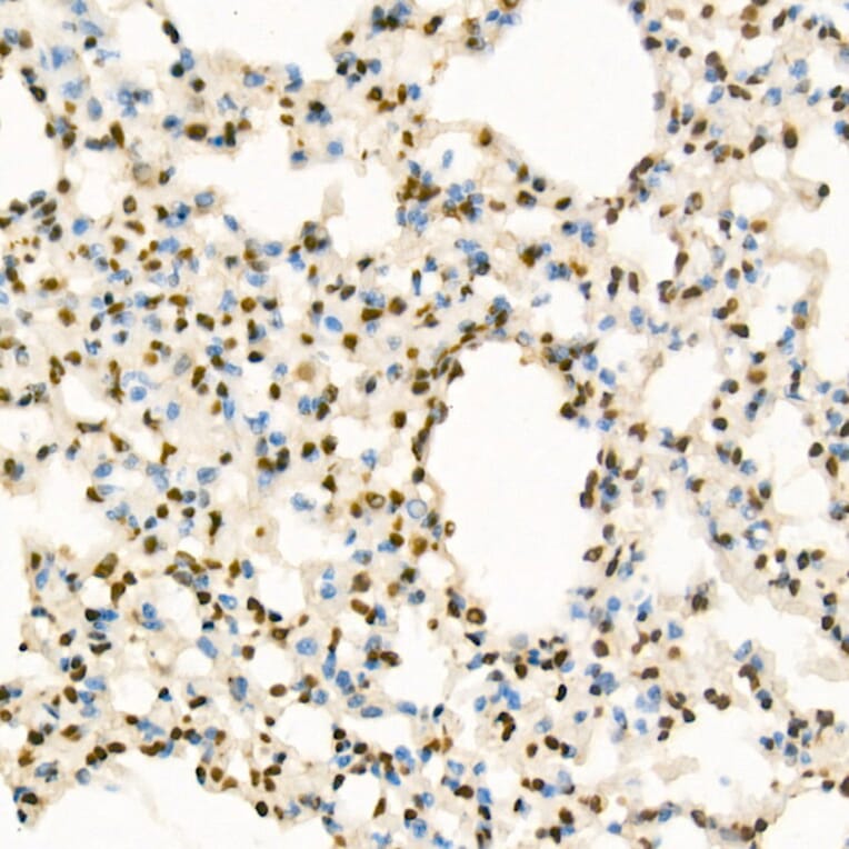 Immunohistochemistry - Anti-Histone H3 (mono methyl Lys4) Antibody (A16703) - Antibodies.com