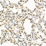 Immunohistochemistry - Anti-Histone H3 (mono methyl Lys4) Antibody (A16703) - Antibodies.com