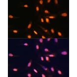 Immunofluorescence - Anti-Histone H3 (mono methyl Lys4) Antibody (A16703) - Antibodies.com