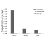Chromatin Immunoprecipitation - Anti-Histone H3 (mono methyl Lys4) Antibody (A16703) - Antibodies.com
