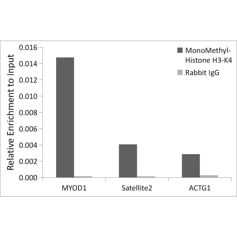 Chromatin Immunoprecipitation - Anti-Histone H3 (mono methyl Lys4) Antibody (A16703) - Antibodies.com