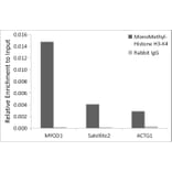 Chromatin Immunoprecipitation - Anti-Histone H3 (mono methyl Lys4) Antibody (A16703) - Antibodies.com