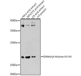 Western Blot - Anti-Histone H3 (di methyl Lys4) Antibody (A16704) - Antibodies.com
