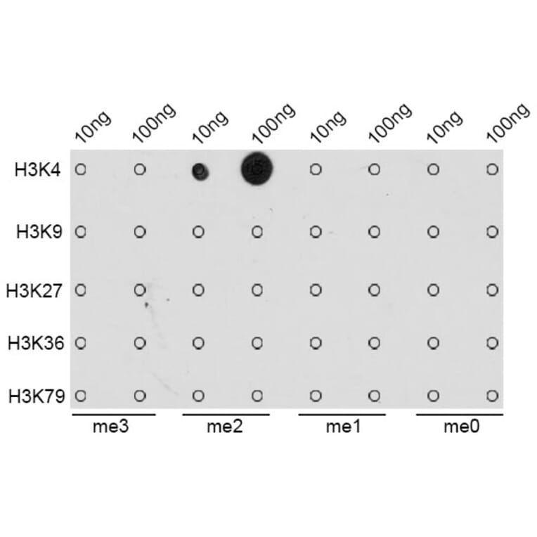 Dot Blot - Anti-Histone H3 (di methyl Lys4) Antibody (A16704) - Antibodies.com