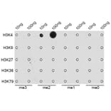 Dot Blot - Anti-Histone H3 (di methyl Lys4) Antibody (A16704) - Antibodies.com